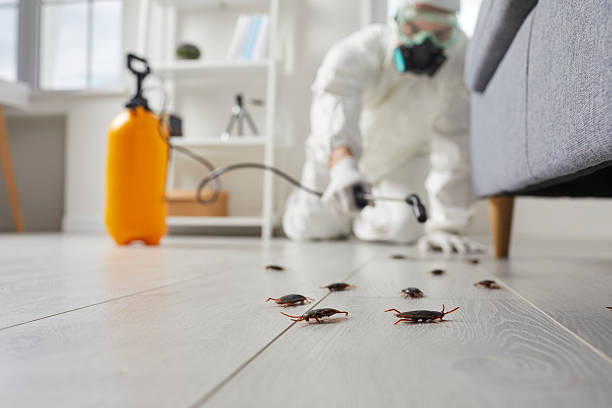 Post-Treatment Bed Bug Interceptor Monitoring in Sugar Creek